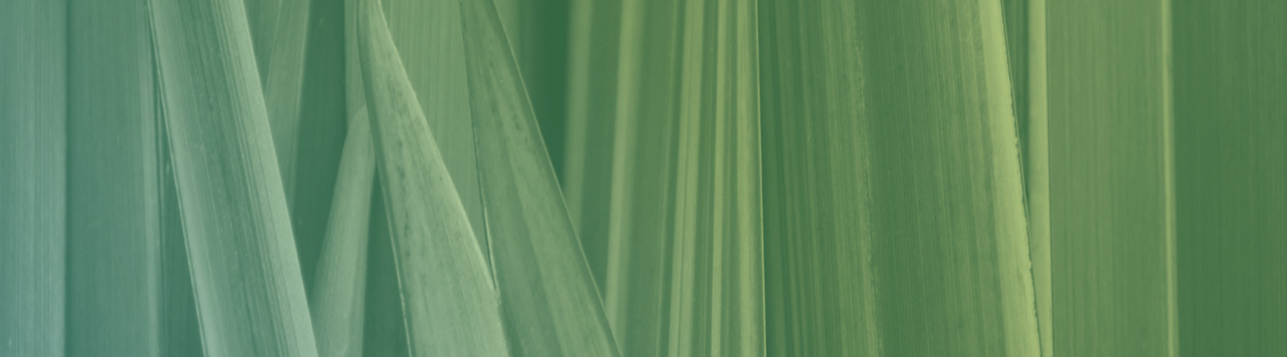 grass flax banner image abstract