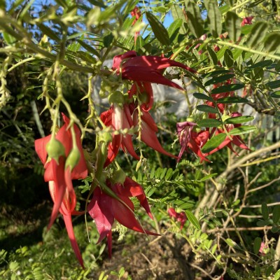 Kākābeak Ngutukākā